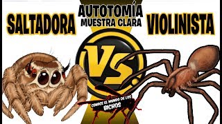 SALTADORA VS VIOLINISTA  MUESTRA CLARA DE AUTOTOMÍA  COMENTADO [upl. by Annaej]