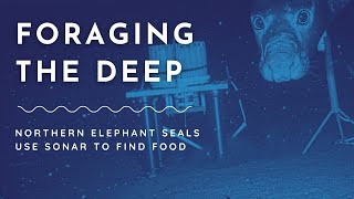 Foraging the deep Northern elephant seals use sonar to find food [upl. by Oniger]