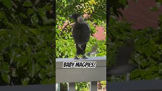 Baby Magpie Sounds  SUPER LOUD and HUNGRY Be Amazed baby birds magpie [upl. by Eednus]