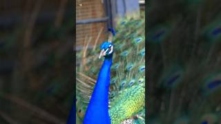 Colourful Peacock Sounds [upl. by Luwana]