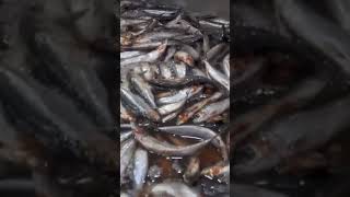 Cómo se hacen las sardinas🐟 enlatadas en las fábricas 🏭 [upl. by Euqram219]