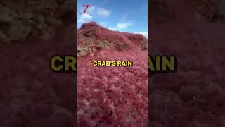 Crab Island shorts youtubeshorts island [upl. by Dnomyad508]