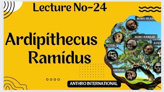 Ardipithecus Ramidus  Prehominid group [upl. by Legnaesoj]