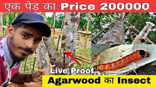 Agarwood Ka Insect 🐛Live Proof  Agarwood Plantation 🌱 [upl. by Ardenia311]