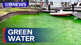 Part of Sydney Harbour turns neon green  9 News Australia [upl. by Ames]