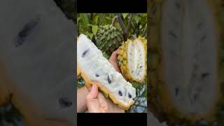 Benefits of rollinia fruits and some information furits facts vitamine fig youtubeshortvideo [upl. by Rodriguez]