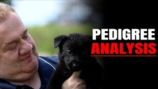 Pedigree 101 How to Read a Dog Bloodline [upl. by Sylas330]