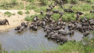 Wild Animals Sharing Water Hole Together [upl. by Goodspeed234]