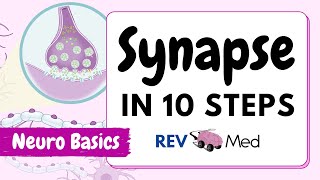 Synaptic Transmission The Synapse 10 easy steps  Neuro [upl. by Akenehs]