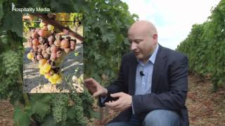 Bordeaux Revisited  Sauternes  Episode 5 Ronan Sayburn MS [upl. by Aimet]