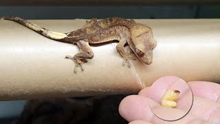 Eat soft chestnut worm crested gecko lizard [upl. by Jaymie]