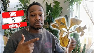 How to prepare Amorphophallus Atroviridis for Winter Dormancy [upl. by Llenrub940]