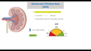 GLOMERULAR FILTRATION RATE GFR [upl. by Aisatsanna]