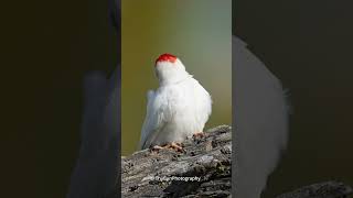 Leucistic Acorn Woodpecker [upl. by Caddaric]