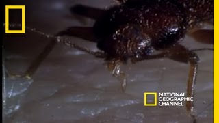 Bed Bugs  National Geographic [upl. by Assilam]