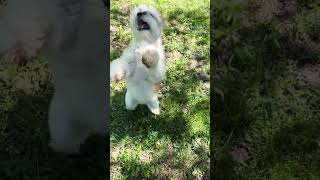 Dancing DOG ROSA 🎉 dance dog funnydog dogs shortvideo shorts disco pop dogs puppy [upl. by Hoem]