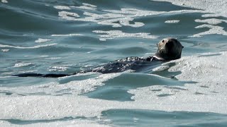 Otter Adventures Playing in the Waves at Asilomar [upl. by Maximilian532]