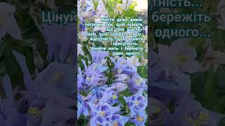 aquilegia shortvideo beautifulgarden криничанськасадиба ukraine piano [upl. by Julee]