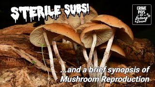 How Do Mushrooms Reproduce or quotSterile Subs To Blow Your Mindquot [upl. by Attalie]