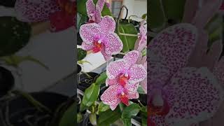 Orchid phalaenopsis flowers [upl. by Rikahs]