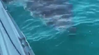 South Australia Port Victoria 5m Great White Shark Circling Fishing Boat [upl. by Esorlatsyrc]