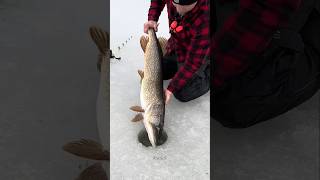 The truth about ice fishing 🐟 shorts ytshorts [upl. by Tedmund]