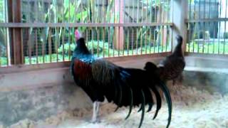 Jungle fowl breeds [upl. by Casie]