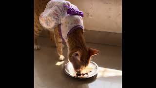 Cat dog homemade foodcat cateating cateatfood cateat catlover cats catcorner catloverscute [upl. by Brenan19]