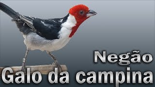 Galo da Campina Negão canto mateiro gravado ao vivo em HQ para ensinamento de filhotes [upl. by Ariaet470]