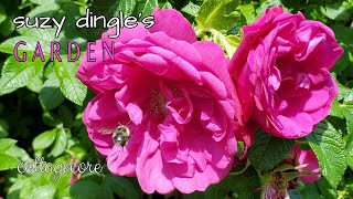 How to Grow Rosa Rugosa [upl. by Goda]