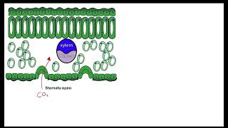 Limiting factors OCR A ALevel Biology Revision 521 Photosynthesis [upl. by Ruella]