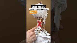 Part 1 of 2  How to stretch a stiff neck on thanksgiving physicaltherapy neckpainrelief [upl. by Ylle562]