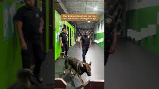 Watch our expertly trained detection dogs in action [upl. by Bronk159]