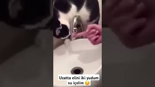 Akıllı bıdık trending trend keşfetteyiz love kedi keşfet funny keşfetbeniöneçıkar komedi [upl. by Aneert]