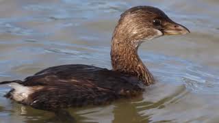 20241205 Pied billed Grebe [upl. by Eahc486]