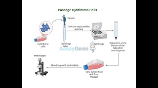 Passaging Hybridoma Cells A Detailed Guide [upl. by Nicolis]