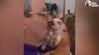 Chihuahua Wants More Kisses  The Dodo [upl. by Aicirtel]