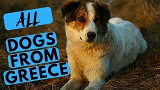 ALL Greek Dog Breeds List [upl. by Kial248]