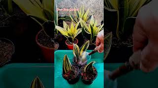 Sansevieria Masoniana Variegated Leaf Propagation process ll shorts [upl. by Wendie]