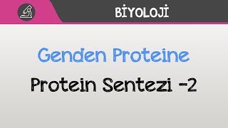 Genden Proteine  Protein Sentezi 2 [upl. by Etienne853]