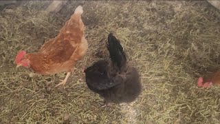 My chickens are molting [upl. by Gastineau241]