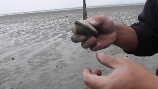 clamming in Washington State August 2018 [upl. by Eivod]