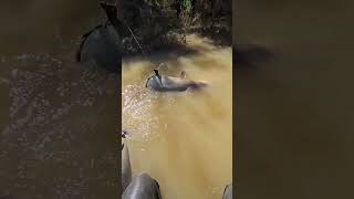 Those Adorable Eyes Giant Catfish Wild Fishing Adventure [upl. by Yanaton]