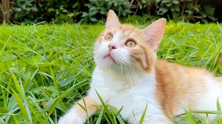 Beautiful Music to Relax Cats  Stress Reducing Music for Cats Gentle Cat Tunes  Video for Cats🎶 [upl. by Petras797]