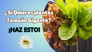 🪴Hormonas de crecimiento casera para las plantas ¿Quieres plantas tamaño Gigante 🪴 [upl. by Lattonia]