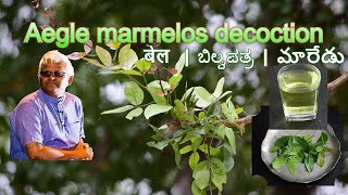 बेल  ಬಿಲ್ವಪತ್ರ  మారేడు  Aegle marmelos decoction  Dr Khadar  Dr Khadar Lifestyle [upl. by Teevens707]