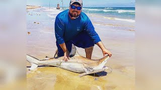 4 reported shark attacks in South Padre Island Texas [upl. by Xirtaeb]