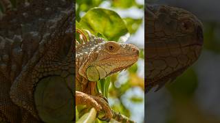 GIRGIT SOUND EFFECTS girgit wildlife instagood chameleon photography wildlifephotography [upl. by Im515]