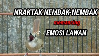 Suara SRDC Gacor Nraktak Nembak isian paling cepat menaikkan EMOSI Lawan [upl. by Sherm]