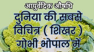 दुनिया की सबसे विचित्र गोभी Romanesco Cauliflower शिखर गोभी भोपाल में। आयुर्वेदिक औषधि [upl. by Kcirdes]